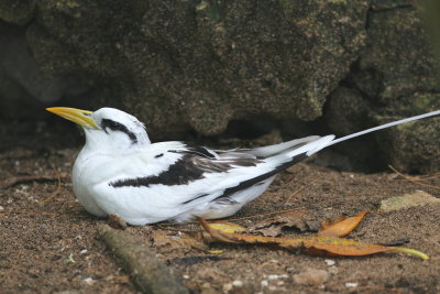 White-tailed Tropicbird