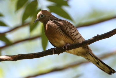 Barred Ground or Zebra Dove