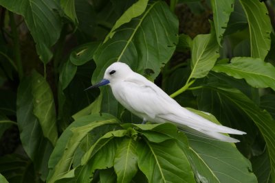 White Tern - waited 40 years to see this one!