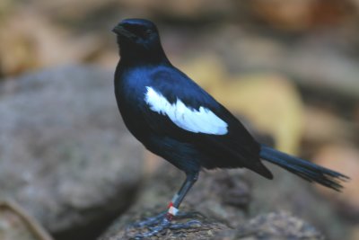 Seychelles Magpie Robin