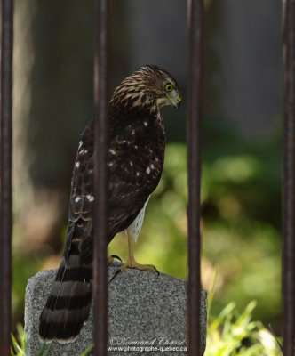 Cimetière Mont-Royal, Montréal, Qc, CA