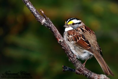 Bruant  gorge blanche - White-throated Sparrow - Zonotrichia albicollis 