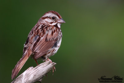 Bruant chanteur - Song Sparrow - Melospiza melodia