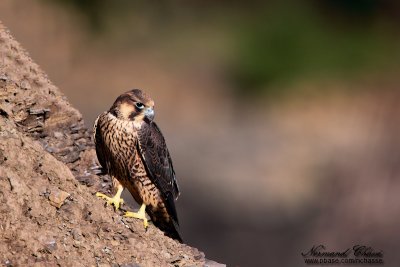 2009 : Faucon pèlerin - Peregrine falcon