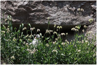 2009 : Faucon plerin - Peregrine falcon