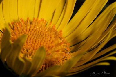 Fleur jaune inconnu
