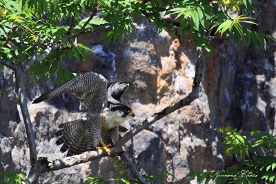 Faucon plerin - Peregrine falcon