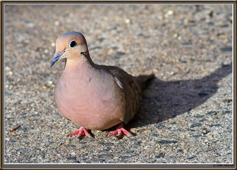 Mourning Dove