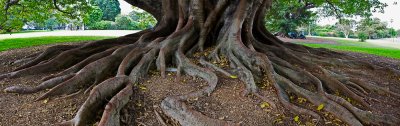 Morton Bay fig in Botanic Gardens, Sydney