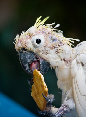 Sulphur crested cockatoo with psittacine circoviral disease