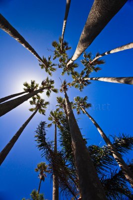 Palms at Narrabeen Lagoon