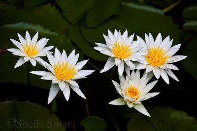 White water lilies