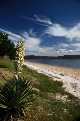 Barrenjoey with plant