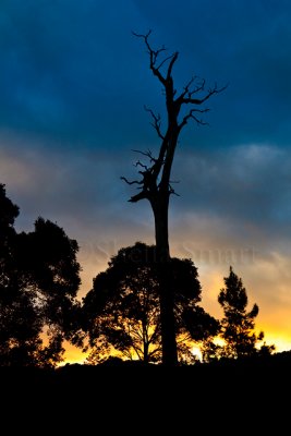 Dead tree