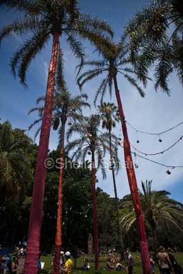 Palms at Sydney Festival