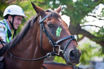 Police horse