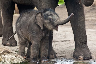 Pathi Harn with trunk up