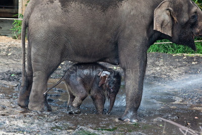 Pathi Harn taking shelter under Porntip