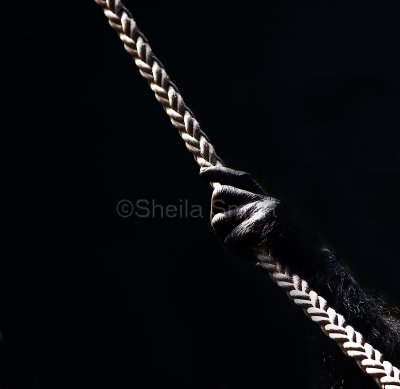 Chimpanzee hand on rope square