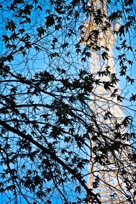AWA tower and leaves 