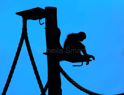 Spider monkey in silhouette