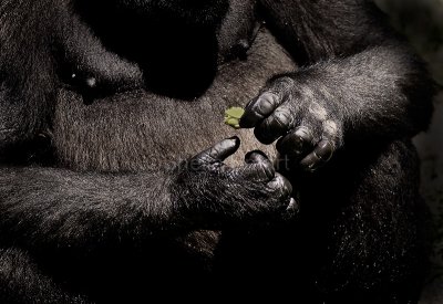 Lowland gorilla hands