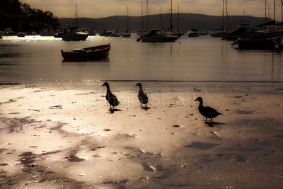 Three ducks at Careel Bay