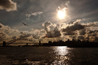 Sydney Harbour with storm clouds and gull