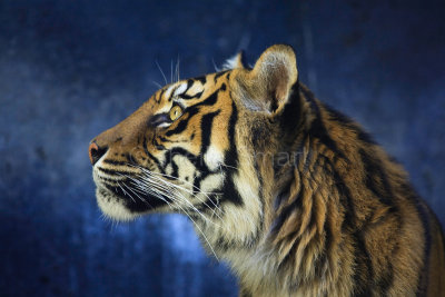 Sumatran tiger profile