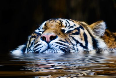 Swimming Sumatran tiger