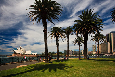 Sydney Opera House with palm trees