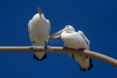 White pelicans sitting on lamp standard