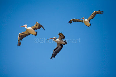 Three Australian white pelicans in flight