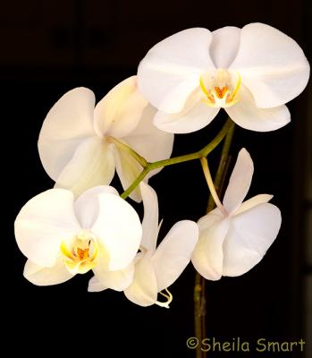 Moth orchid with five flowers