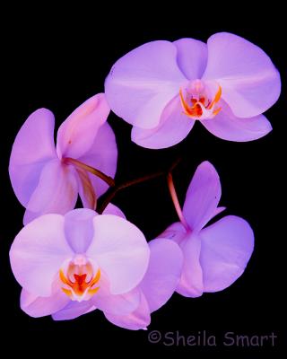 Moth orchid