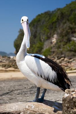 Pelican at Terrigal