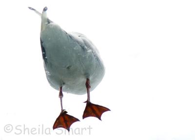 Seagull feet from below