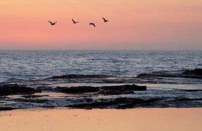 Four pelicans at sunrise
