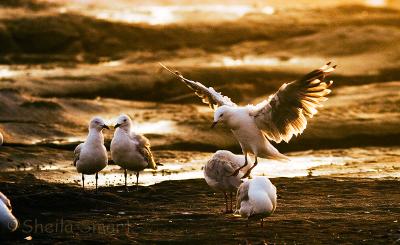 Gulls at dawn