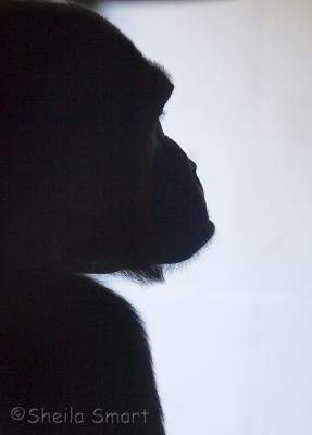 Gorilla silhouette