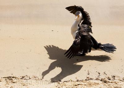 Cormorant with shadow