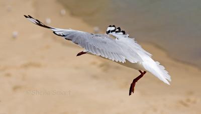 Gull landing