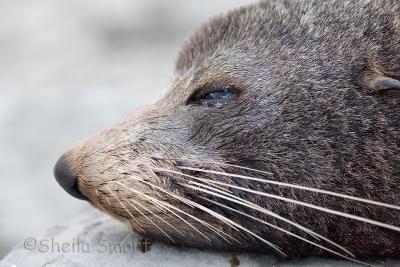 Fur seal at Kaikoura