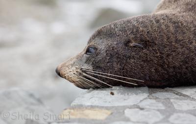 Fur seal