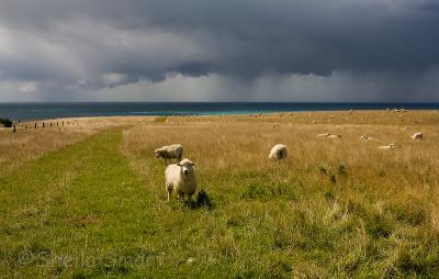 Sheep at Kaikoura