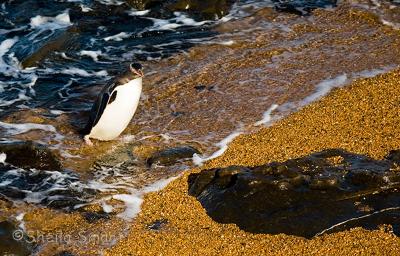 Yellow eyed penguin