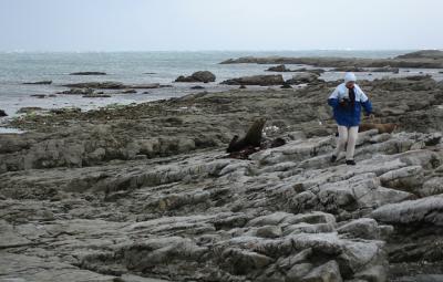 Sheila and fur seals