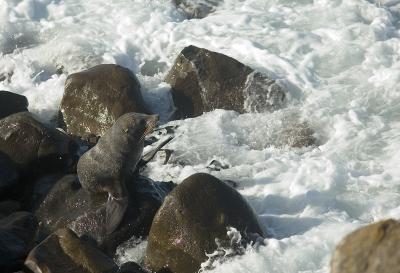 Fur seal at Moeraki