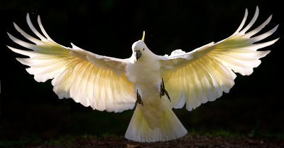 Sulphur crested cockatoo in flight and backlit