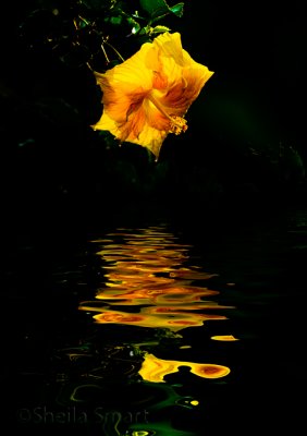 Yellow Hibiscus reflection